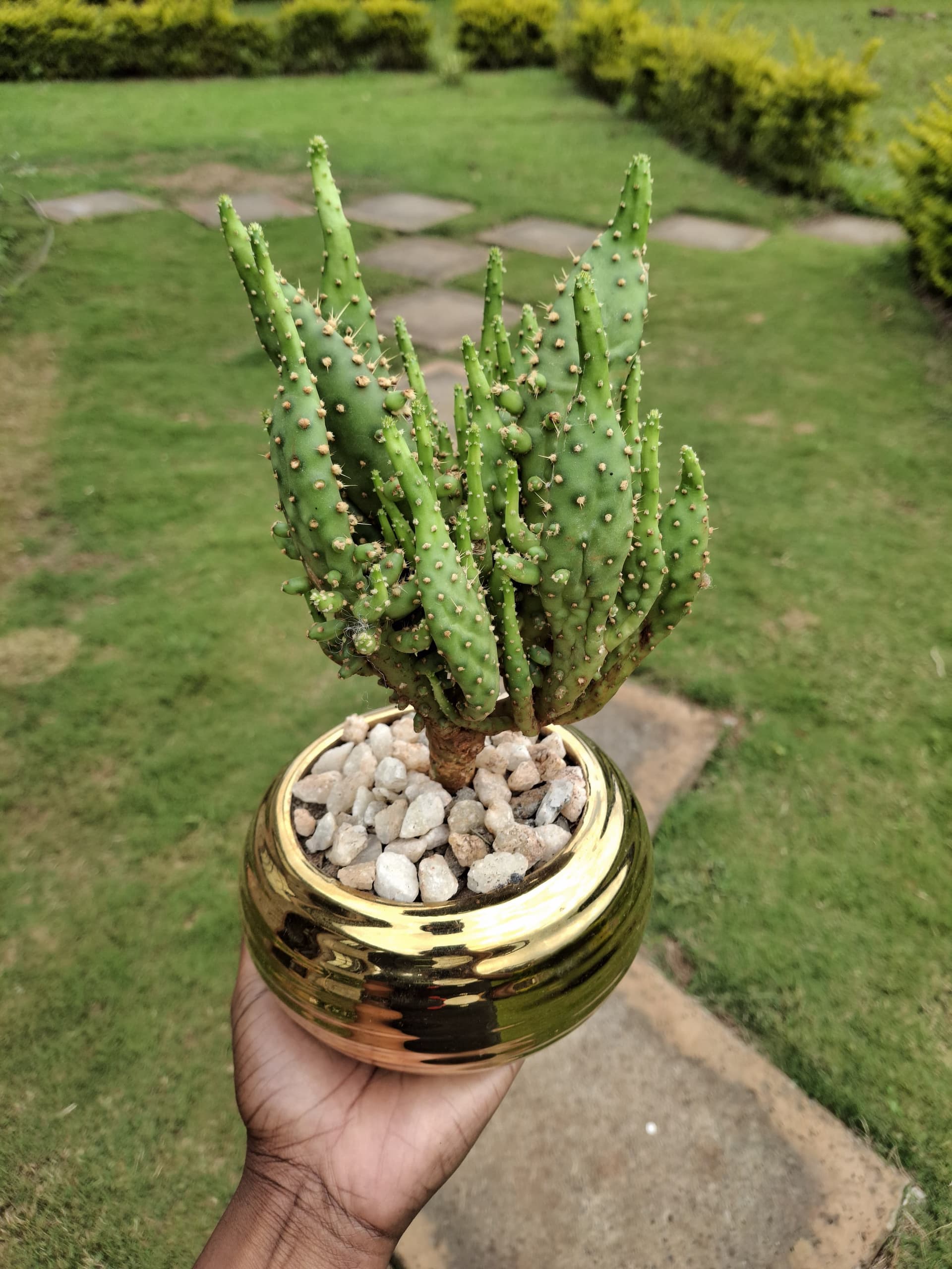 Home Décor & Furnishing